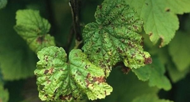 Co dělat, když se na listech rybízu objeví červené skvrny, nejlepší prostředek k boji